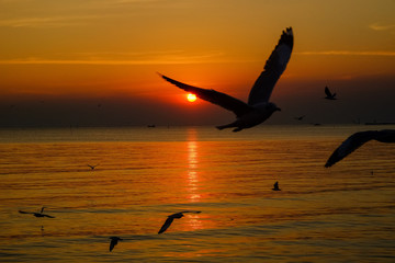 Dramatic seascape and seagulls were flying back to the nest during sunset.