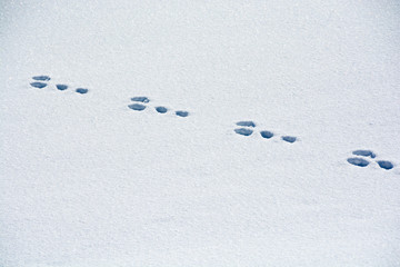 雪上の足跡