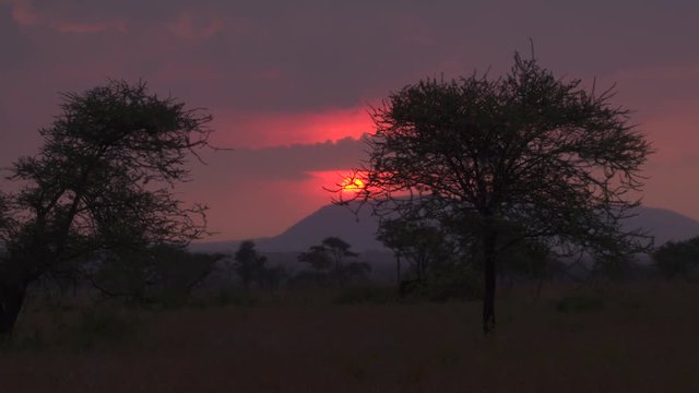 CLOSE UP: Tree silhouettes in African savannah grassland at golden light sunset
