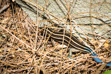 This is a photo of one kind of lizard, was taken in XiaMen botanical garden, China.