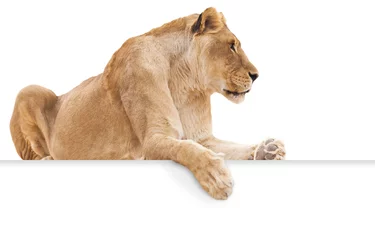 Papier Peint photo autocollant Lion Isolated female lion on white background with paw hanging over blank sign for copy.