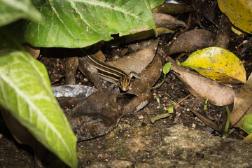 This is a photo of one kind of lizard, was taken in XiaMen botanical garden, China.