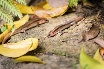 This is a photo of one kind of lizard, was taken in XiaMen botanical garden, China.