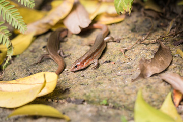 This is a photo of one kind of lizard, was taken in XiaMen botanical garden, China.