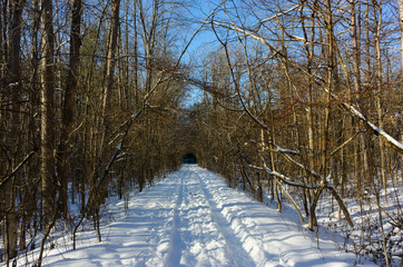 Forest trail in winter.