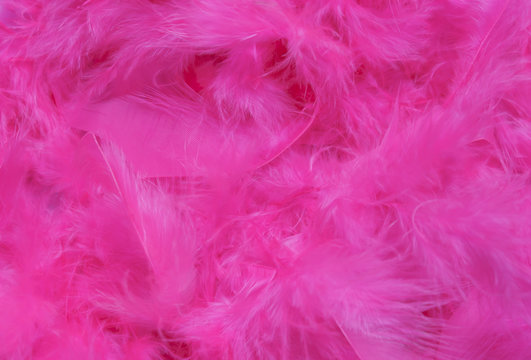 Pink Feather Background