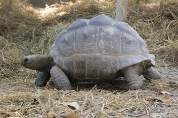 Fototapeta premium Image of a turtle on the ground. Wild Animals. (Geochelone sulca