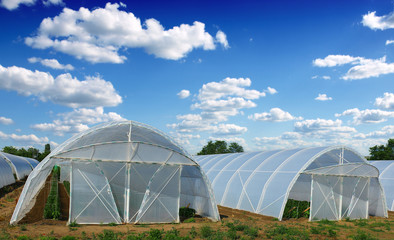 Greenhouse made of polycarbonate - 132180033