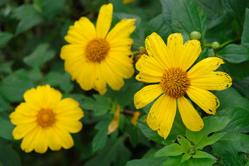 Fototapeta premium sunflower in the philippines