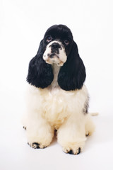 Black and white American Cocker Spaniel dog sitting indoors on a white background