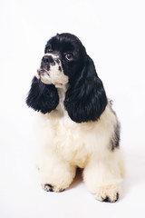 Black and white American Cocker Spaniel dog sitting indoors on a white background