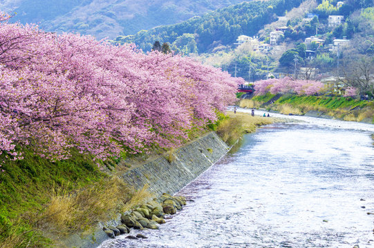 河津桜と河津川