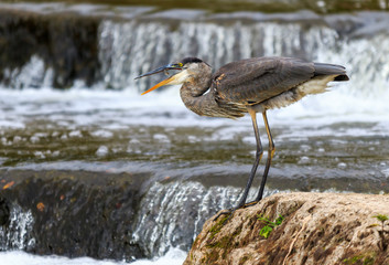 Blue Heron Fishing at Sauble Falls