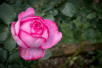 Pink rose on green background