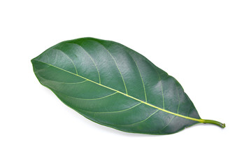 Obraz premium Jackfruit leaf isolated on white background