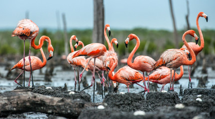 Flamants roses américains ou flamants roses des Caraïbes ( Phoenicopterus ruber ruber). Colonie de Flamingo sur les nids. Rio Maximo, Camagüey, Cuba.