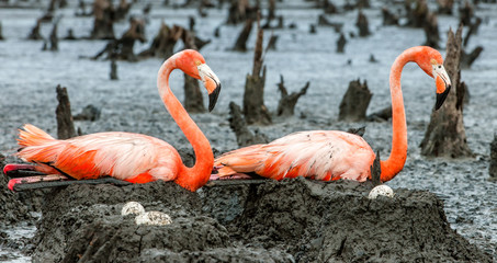 American Flamingos or Caribbean flamingos ( Phoenicopterus ruber ruber). Colony of Flamingo on the  nests. Rio Maximo, Camaguey, Cuba.