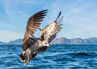 Flying Juvenile Kelp gull (Larus dominicanus), also known as the Dominican gull and Black Backed Kelp Gull. Natural blue ocean water background. False Bay, South Africa

