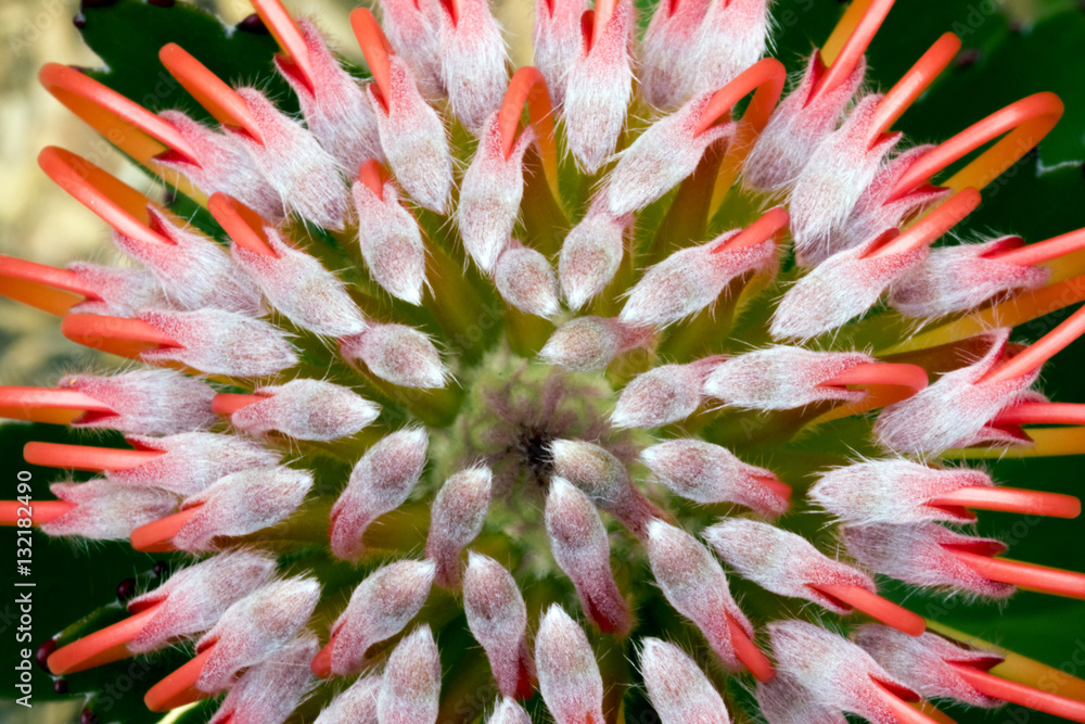 Canvas Prints Pink Flower Leucospermum