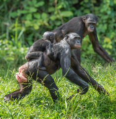 Close up Portrait of Bonobo Cub on the mother's back in natural habitat. Green natural background. The Bonobo ( Pan paniscus), called the pygmy chimpanzee. Democratic Republic of Congo. Africa