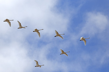 Migrating Tundra Swans Fly in V- formation