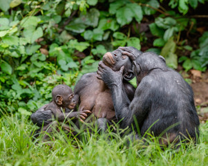  Bonoboы in natural habitat.  Green natural background. The Bonobo ( Pan paniscus), called the pygmy chimpanzee. Democratic Republic of Congo. Africa
