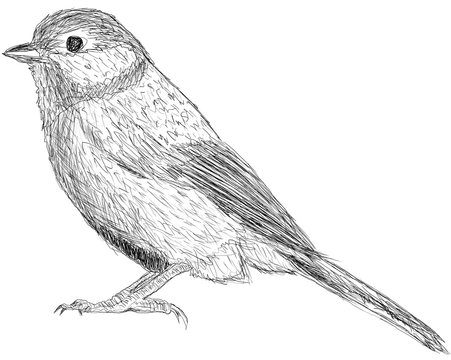 PARUS MAJOR CARBONERO ILUSTRACI&Oacute;N DIBUJO