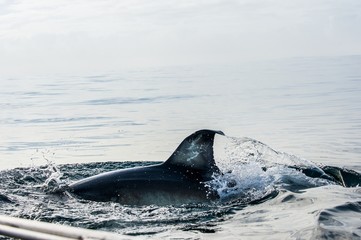 Shark fin above water. Closeup Fin Great White Shark Underwater . Great White shark (Carcharodon carcharias) in the water of Pacific ocean near the coast of South Africa