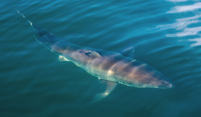 Naklejka premium Great White Shark Underwater . Great White shark (Carcharodon carcharias) in the water of Pacific ocean near the coast of South Africa