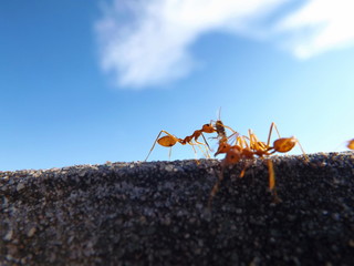 Ant workers with blue horizon.