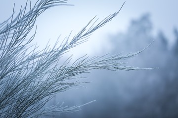 Broom twigs with rime in winter