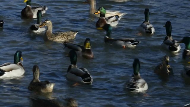 germani reali in cerca di cibo