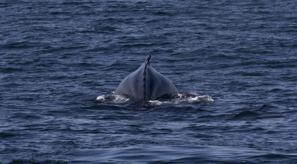 Humpback whale