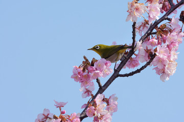 桜の花とメジロ

