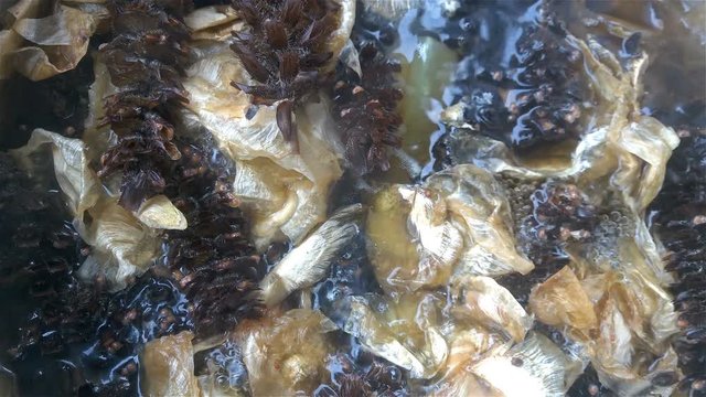 decocting medicinal herbs close up 4K