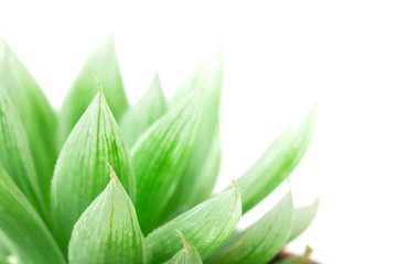 Fototapeta na wymiar close up the succulents leaf on white background