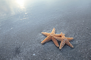 Pair of starfish on the beach