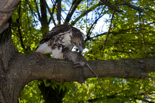 Hawk in Boston Common