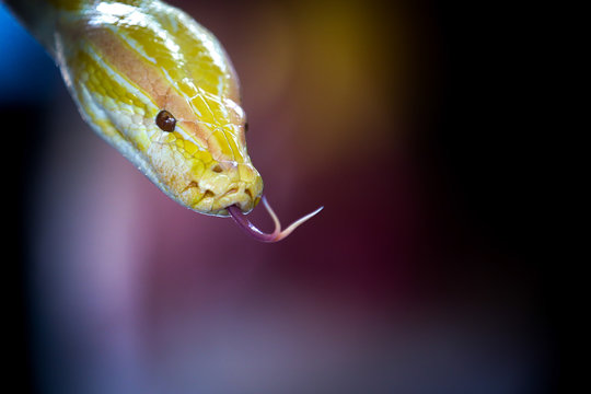 Burmese Python