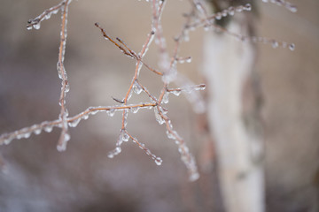 ice on tree branch