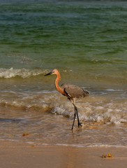 Reddish Egret hunts on a tropical shoreline.