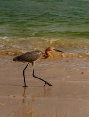 Reddish Egret hunts on a tropical shoreline