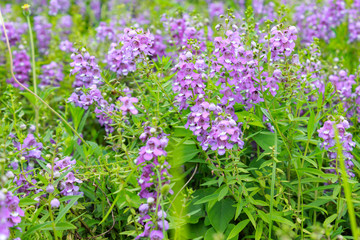 Forget me not, small flowers in the in the garden
