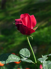 Fototapeta premium Red rose / Lovely red