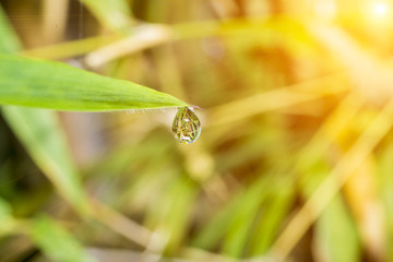 drop water the end leaf and flare