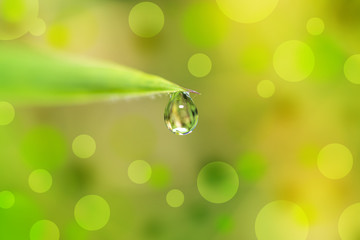 drop water the end leaf and bokeh background