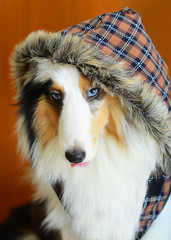 Shelties Dressing.