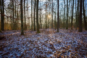 Winter or late autumnal forest