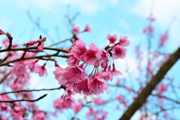 Sakura flower