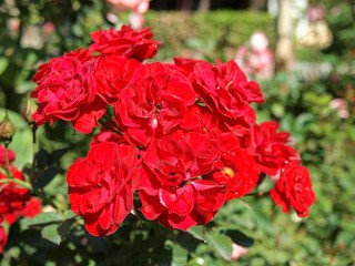 Red rose  / Lovely red